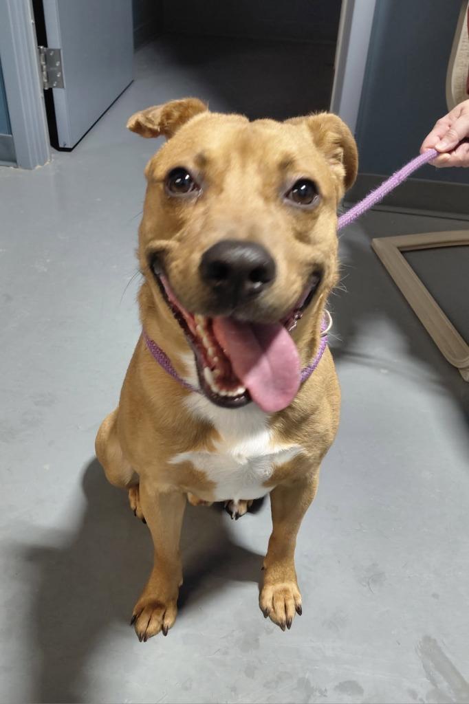 Enlarge Smokey-in a foster home, a Adopted mixed breed in South Bend, IN image 2/5
