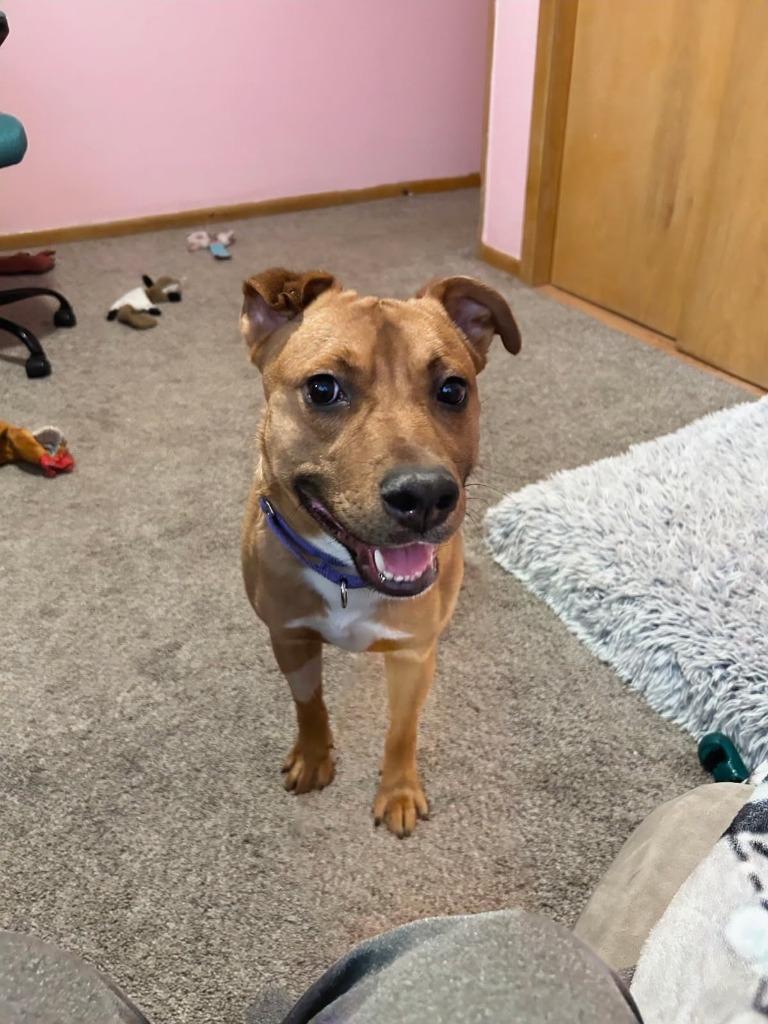 Enlarge Smokey-in a foster home, a Adopted mixed breed in South Bend, IN image 3/5