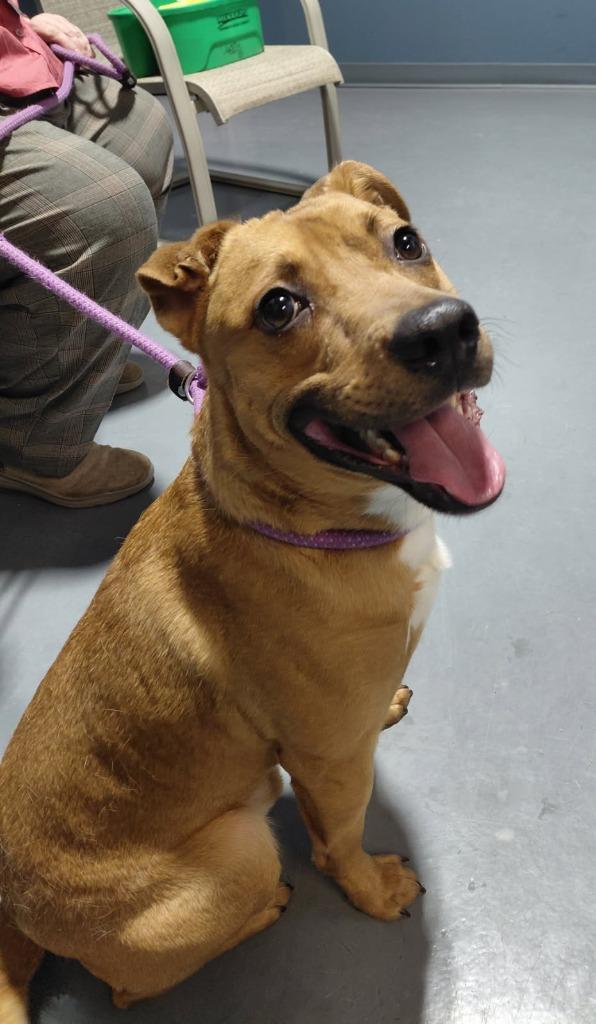 Enlarge Smokey-in a foster home, a Adopted mixed breed in South Bend, IN image 4/5