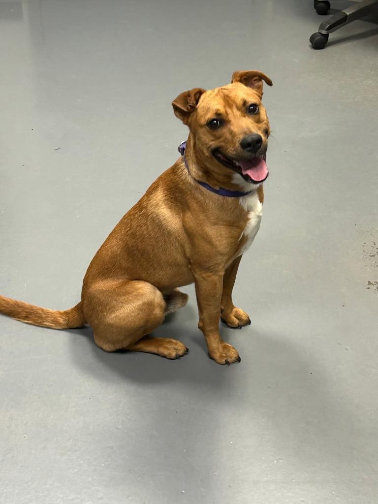 Enlarge Smokey-in a foster home, a Adopted mixed breed in South Bend, IN image 5/5