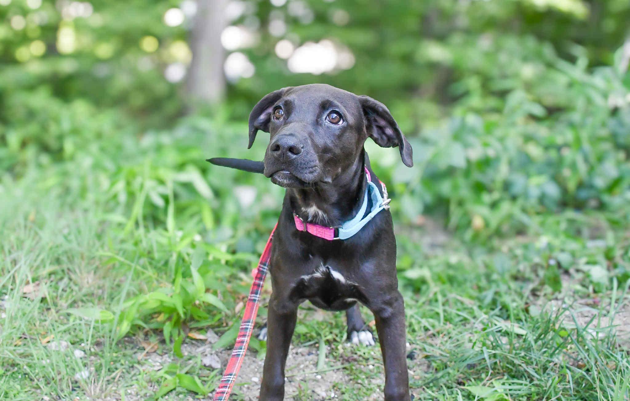Nutrish in NH! Come Meet our Adoptable Dogs Wednesday-Saturday. More info in Bio!