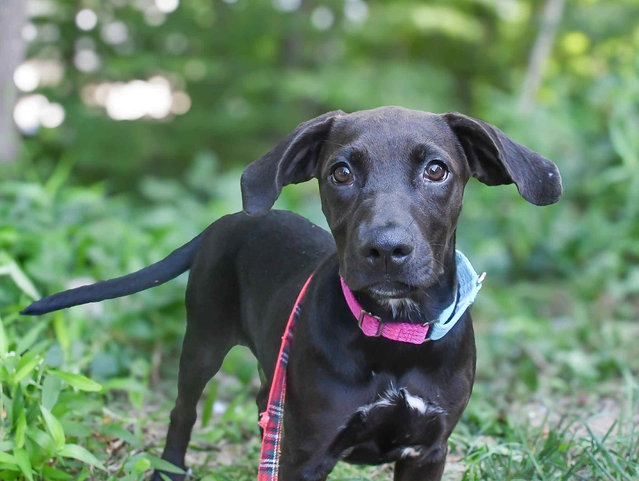 Nutrish in NH! Come Meet our Adoptable Dogs Wednesday-Saturday. More info in Bio!
