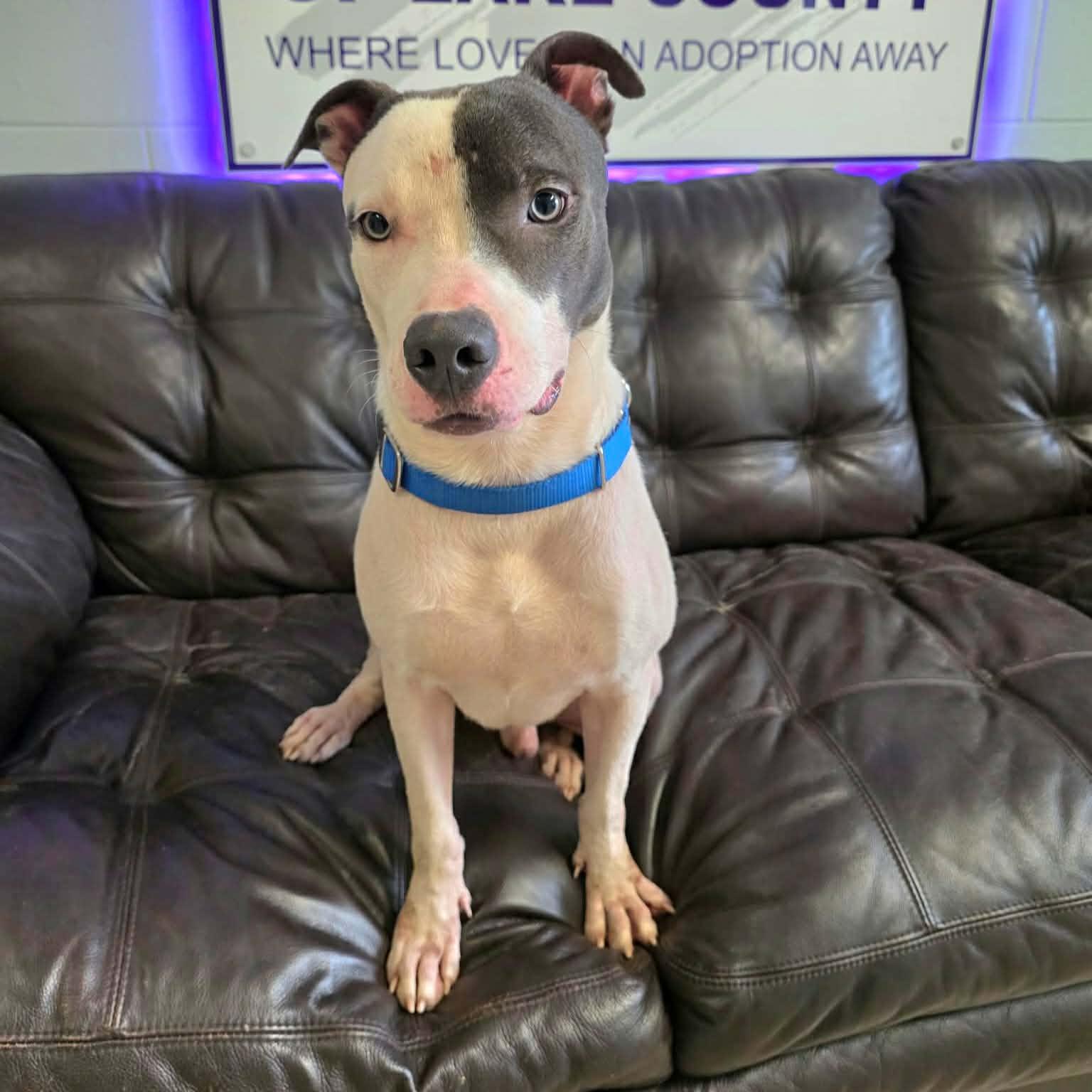 Enlarge Biscuit, a Adoptable mixed breed in Umatilla, FL image 5/5