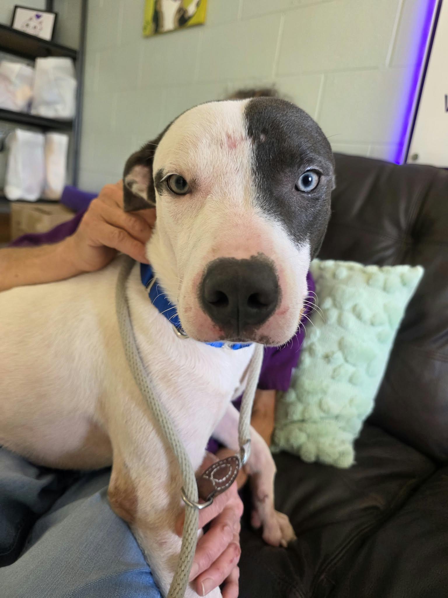 Enlarge Biscuit, a Adoptable mixed breed in Umatilla, FL image 4/5