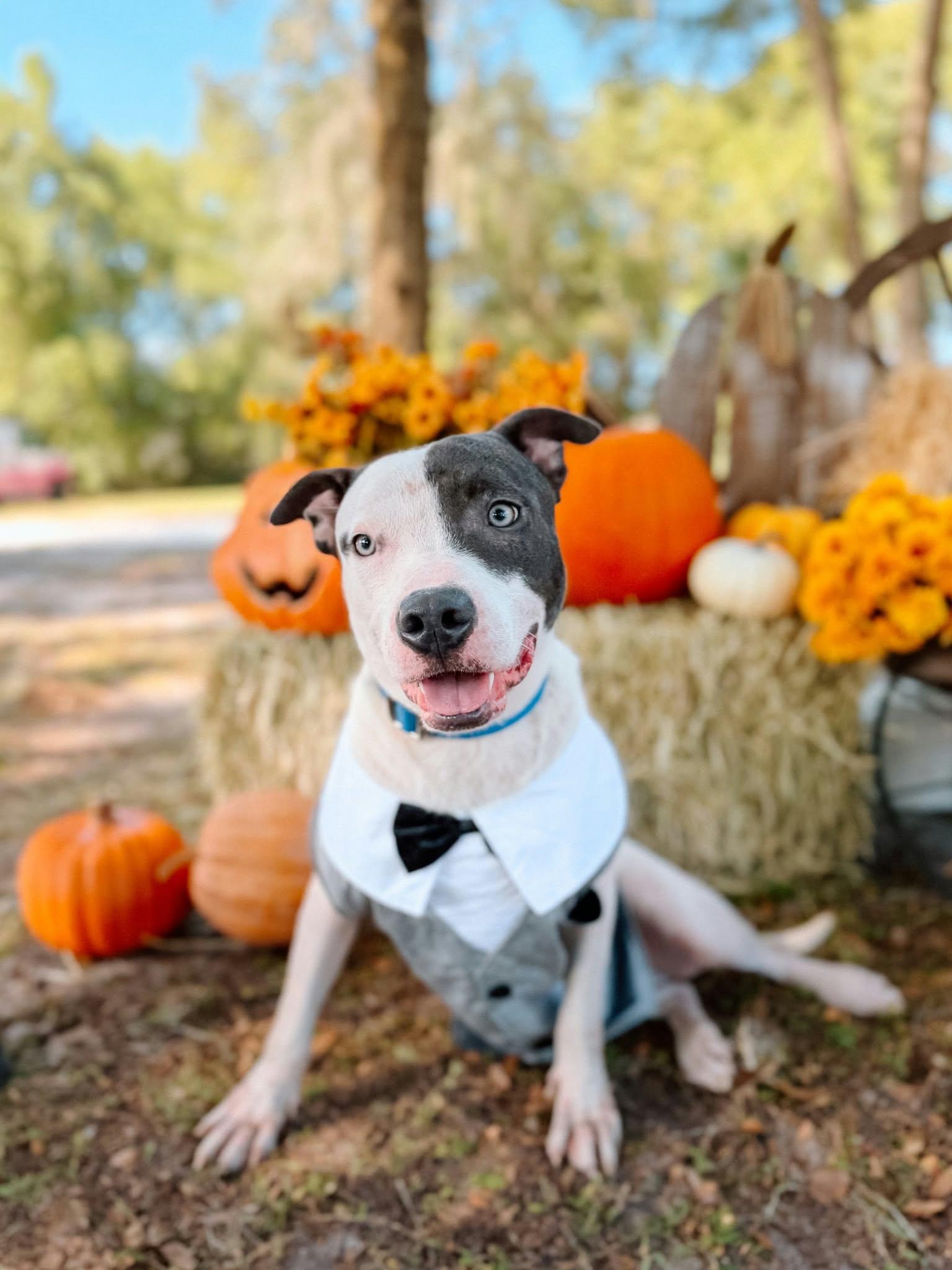 Biscuit, Adoptable, Adult Male Terrier.