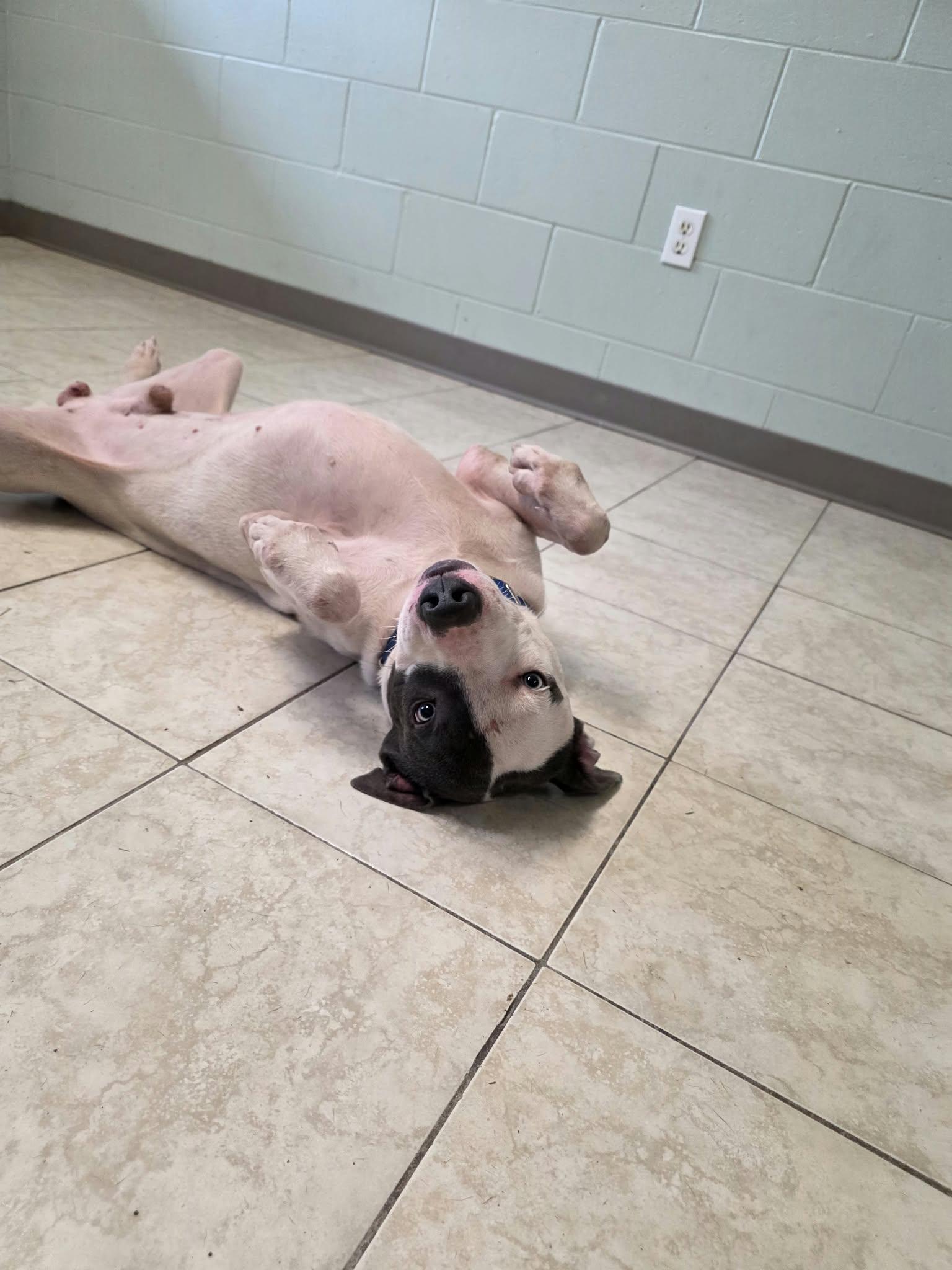 Enlarge Biscuit, a Adoptable mixed breed in Umatilla, FL image 3/5