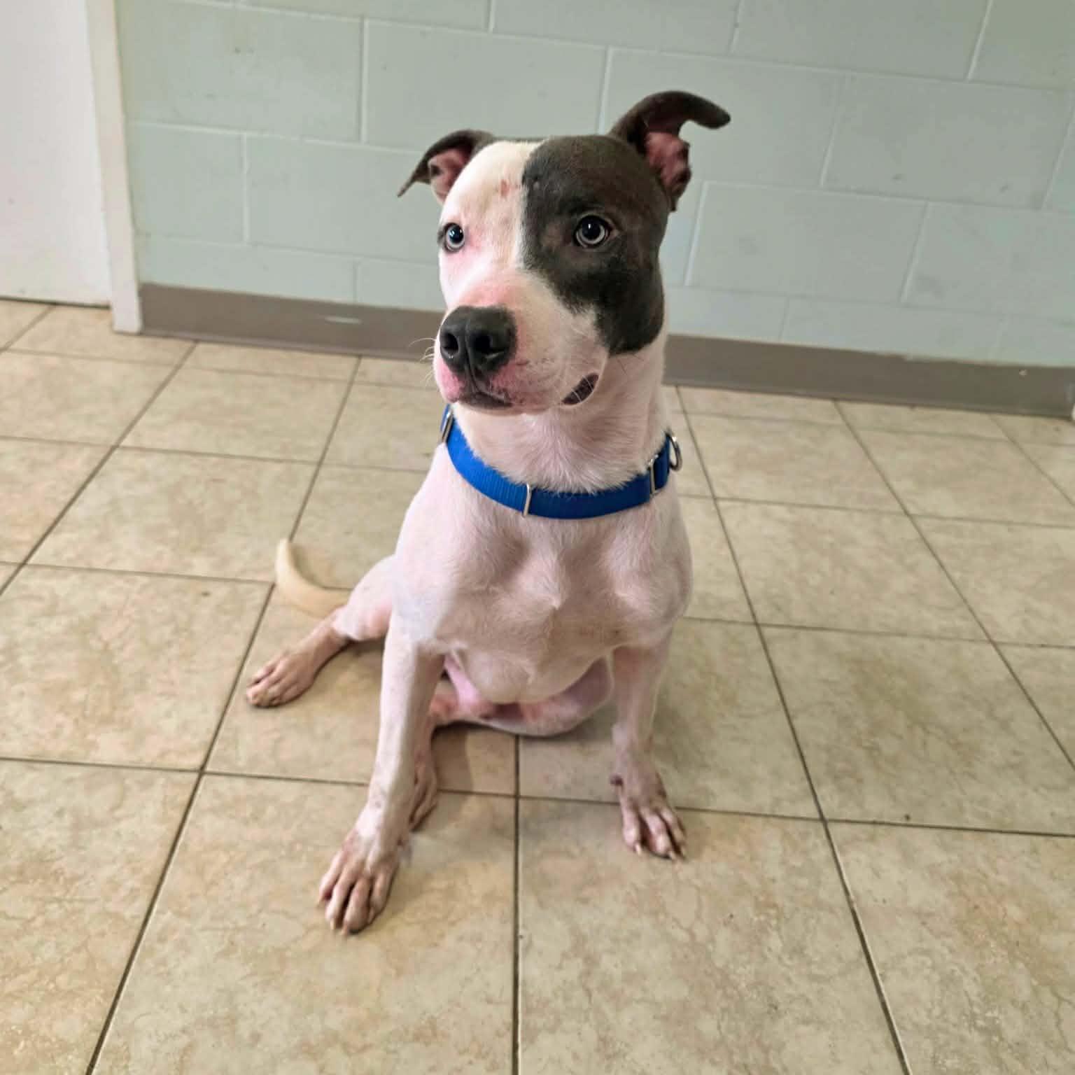 Enlarge Biscuit, a Adoptable mixed breed in Umatilla, FL image 2/5