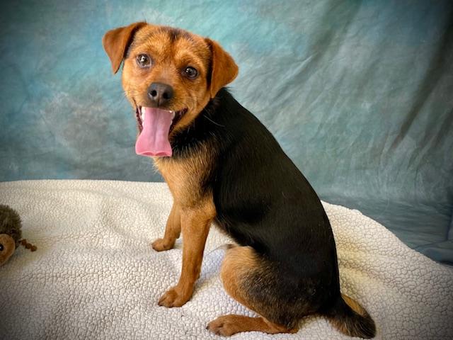 Enlarge SILO, a Adoptable mixed breed in Salinas, CA image 1/1