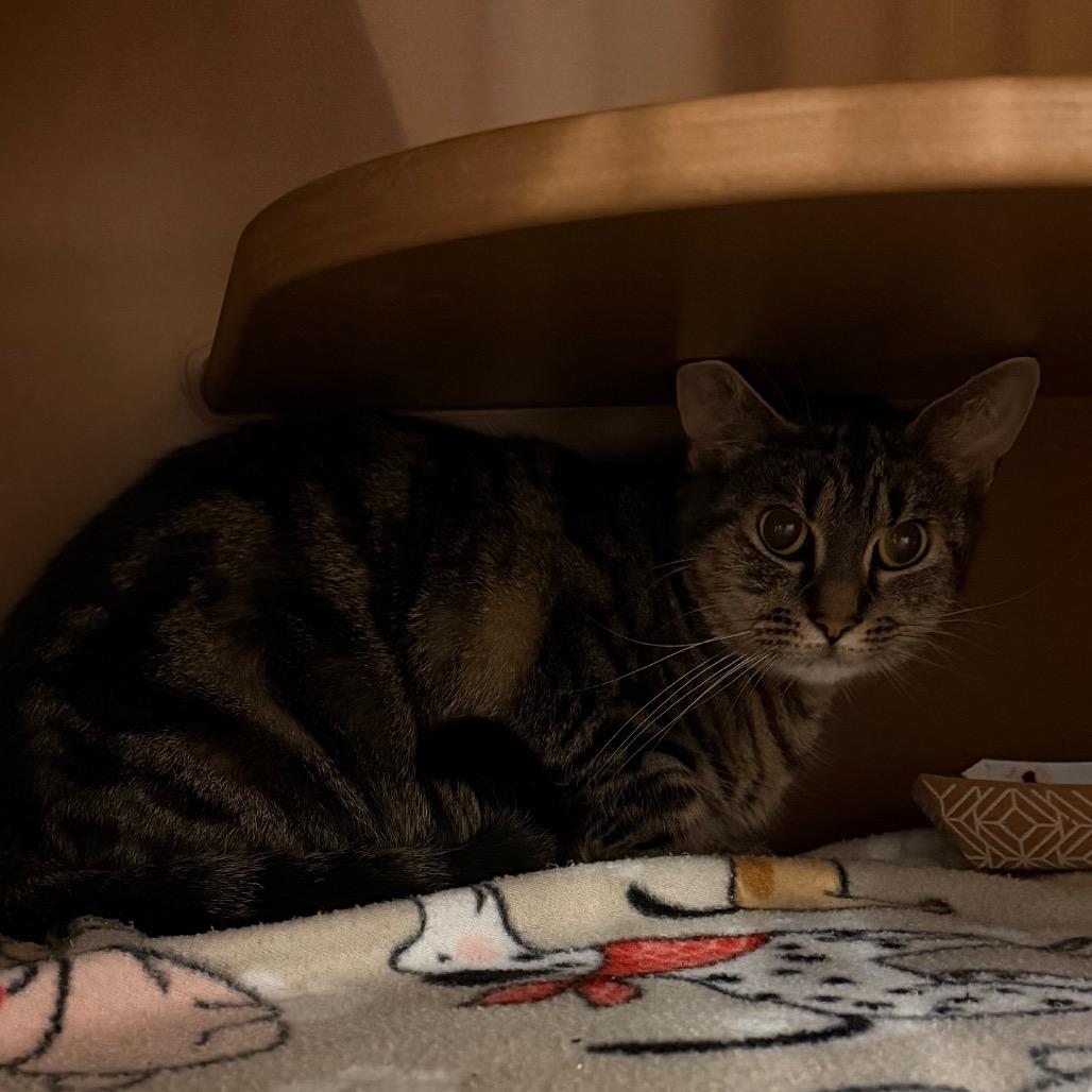 Enlarge Billie, a Adoptable Domestic Short Hair in Middlebury, VT image 1/1