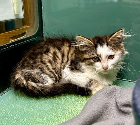Dot, adopted, Kitten Female Domestic Medium Hair.