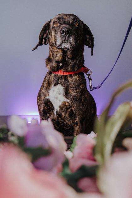 Copper, Adoptable, Senior Female Plott Hound & Mixed Breed.