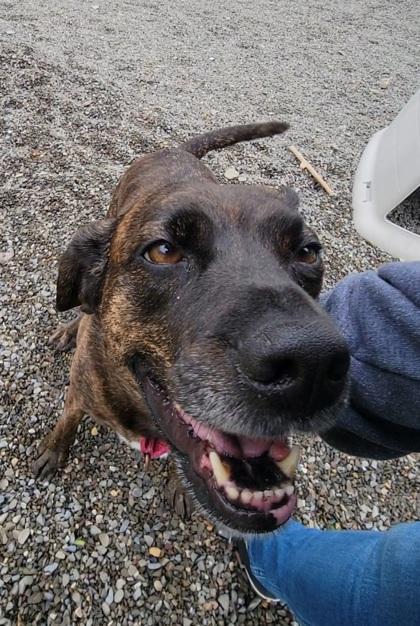 Copper, a Adoptable mixed breed in Elmira, NY image 2/3