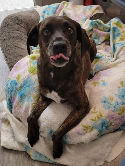 Copper, a Adoptable mixed breed in Elmira, NY image 3/3