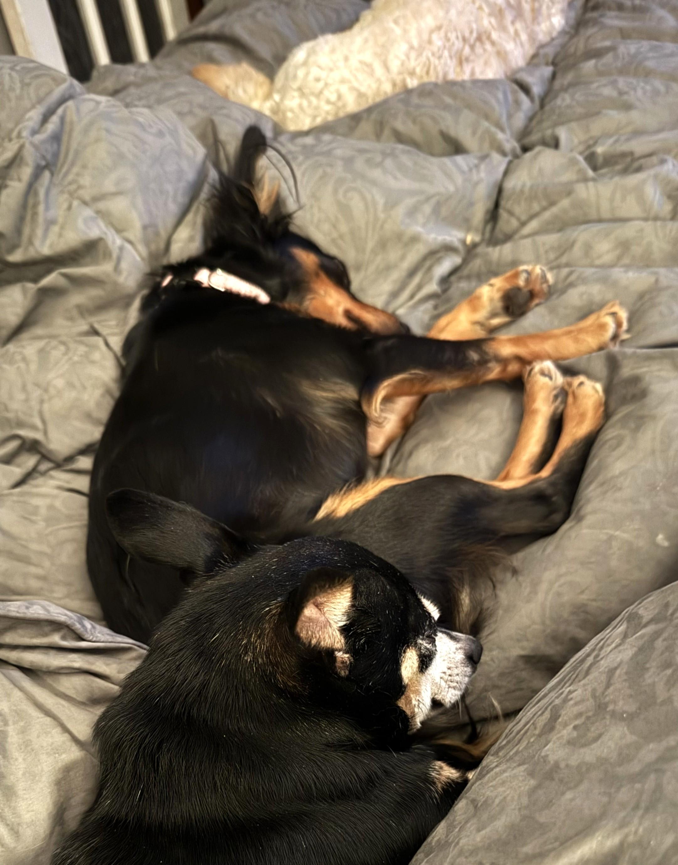 Enlarge CHLOE, an adopted mixed breed in Westmont, IL image 5/6