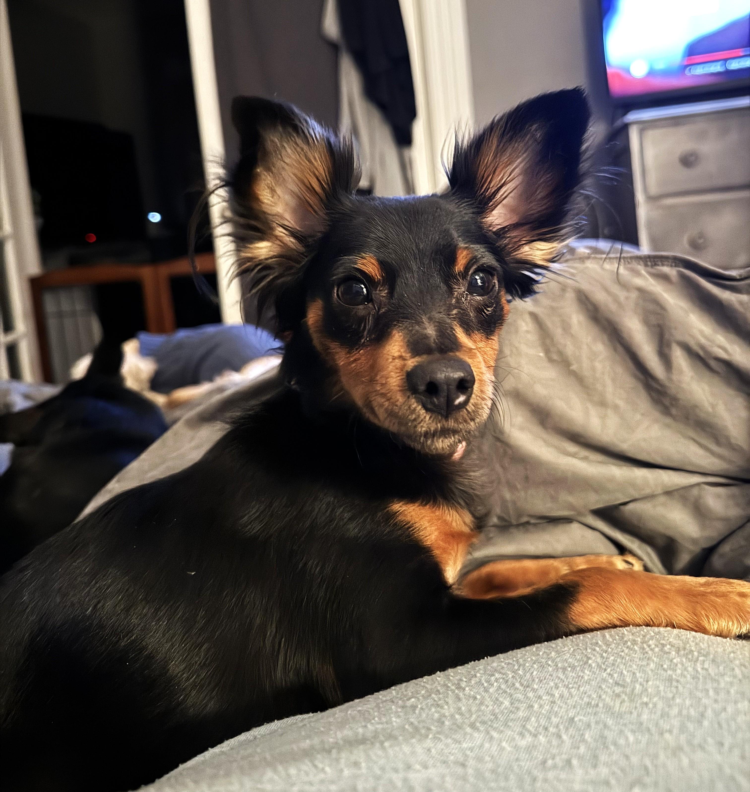 Enlarge CHLOE, an adopted mixed breed in Westmont, IL image 1/6