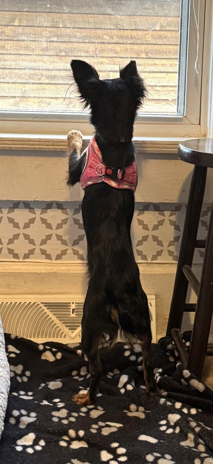 Enlarge CHLOE, an adopted mixed breed in Westmont, IL image 2/6