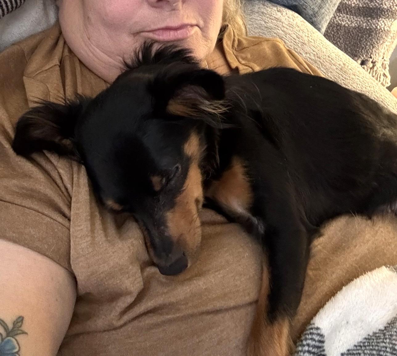 Enlarge CHLOE, an adopted mixed breed in Westmont, IL image 4/6