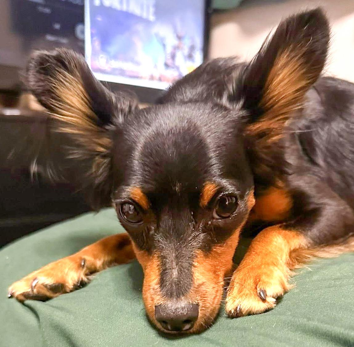 Enlarge CHLOE, an adopted mixed breed in Westmont, IL image 3/6