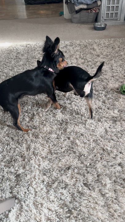 Enlarge CHLOE, an adopted mixed breed in Westmont, IL video 6/6