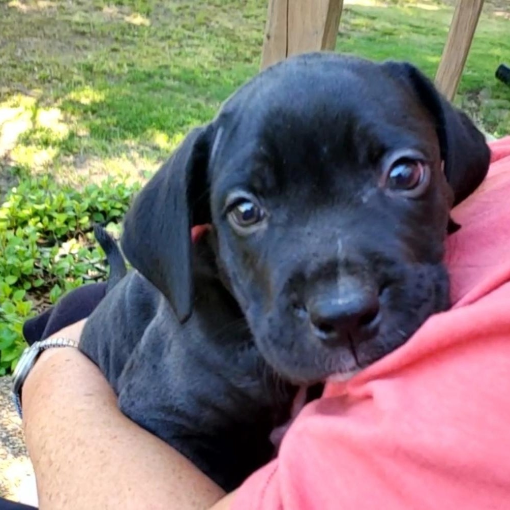 Hero, a Adoptable mixed breed in Colonial Heights, VA image 2/2