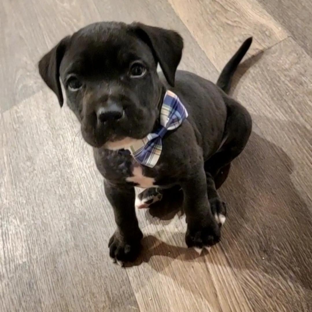 Hero, Adoptable, Puppy Male Mastiff & Boxer.