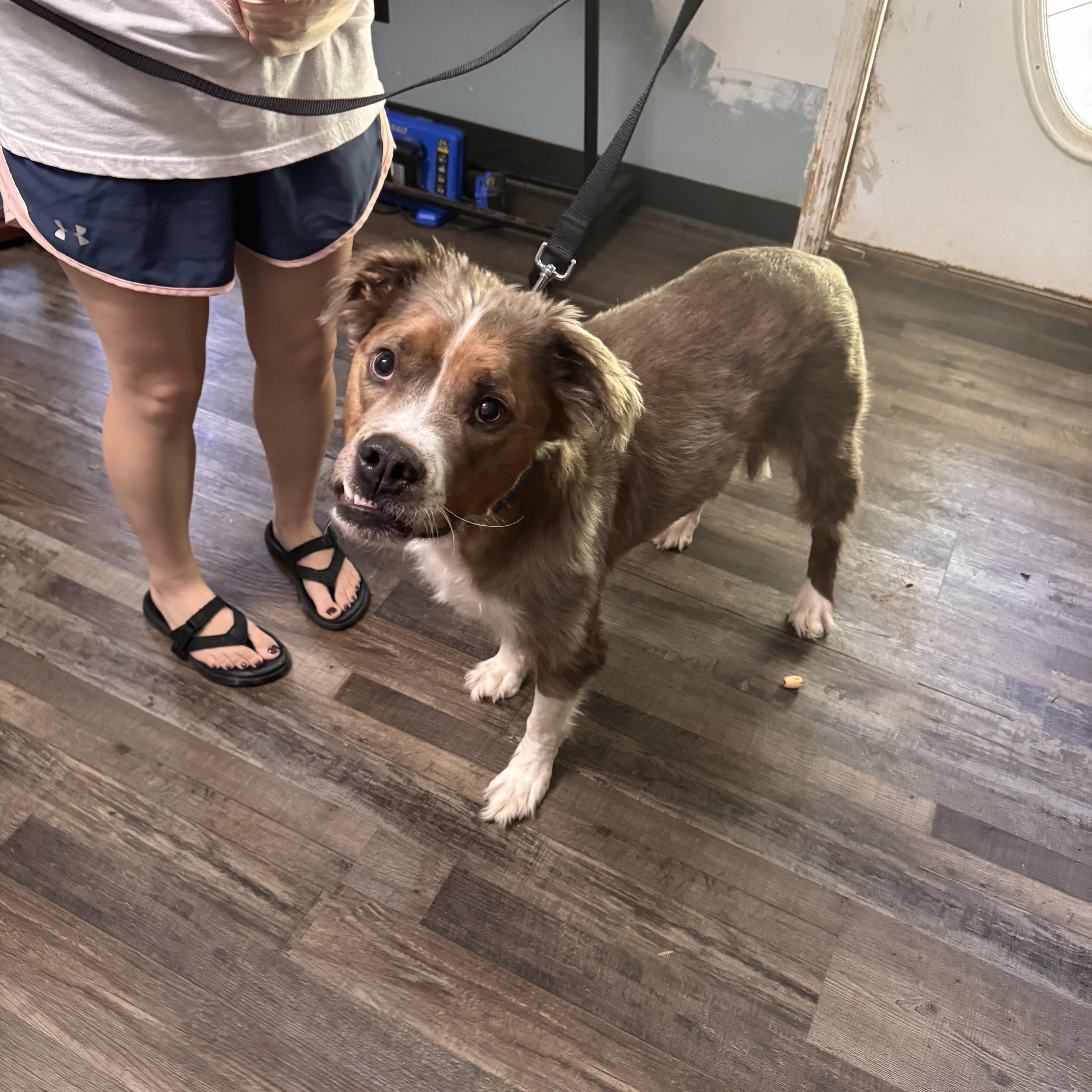 Enlarge Klaus, a Adoptable mixed breed in Sequatchie, TN image 5/5