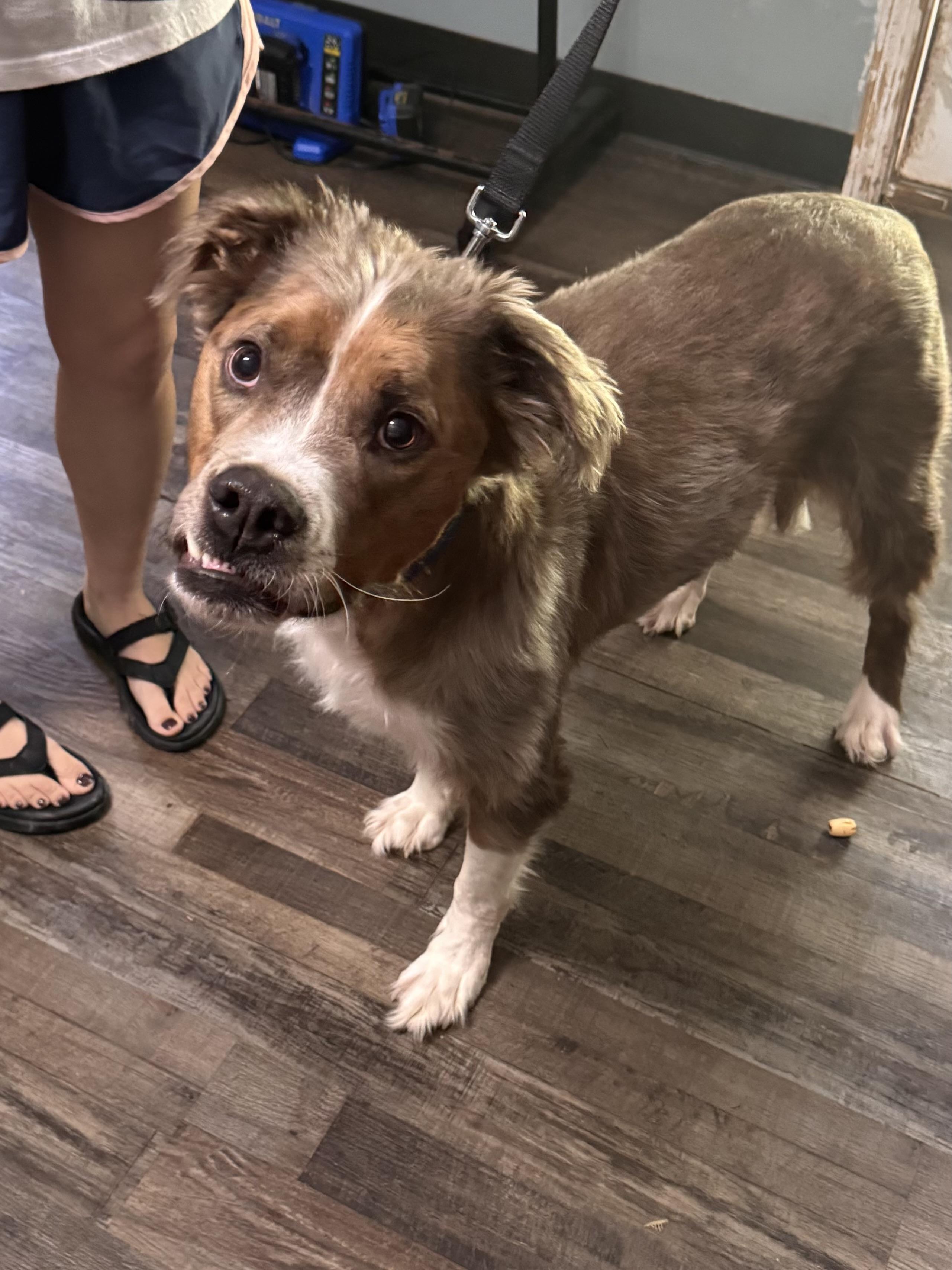 Enlarge Klaus, a Adoptable mixed breed in Sequatchie, TN image 1/5