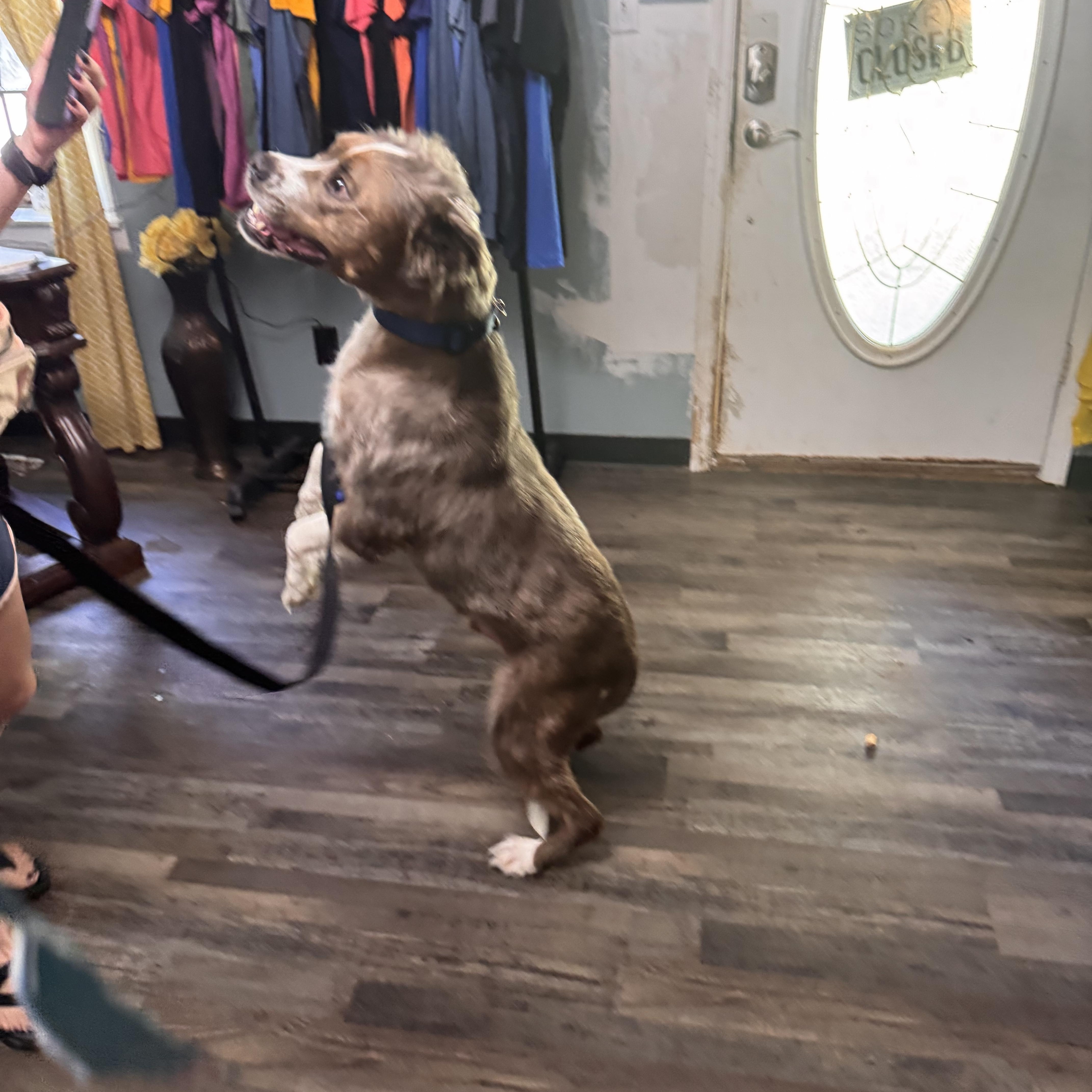 Enlarge Klaus, a Adoptable mixed breed in Sequatchie, TN image 3/5