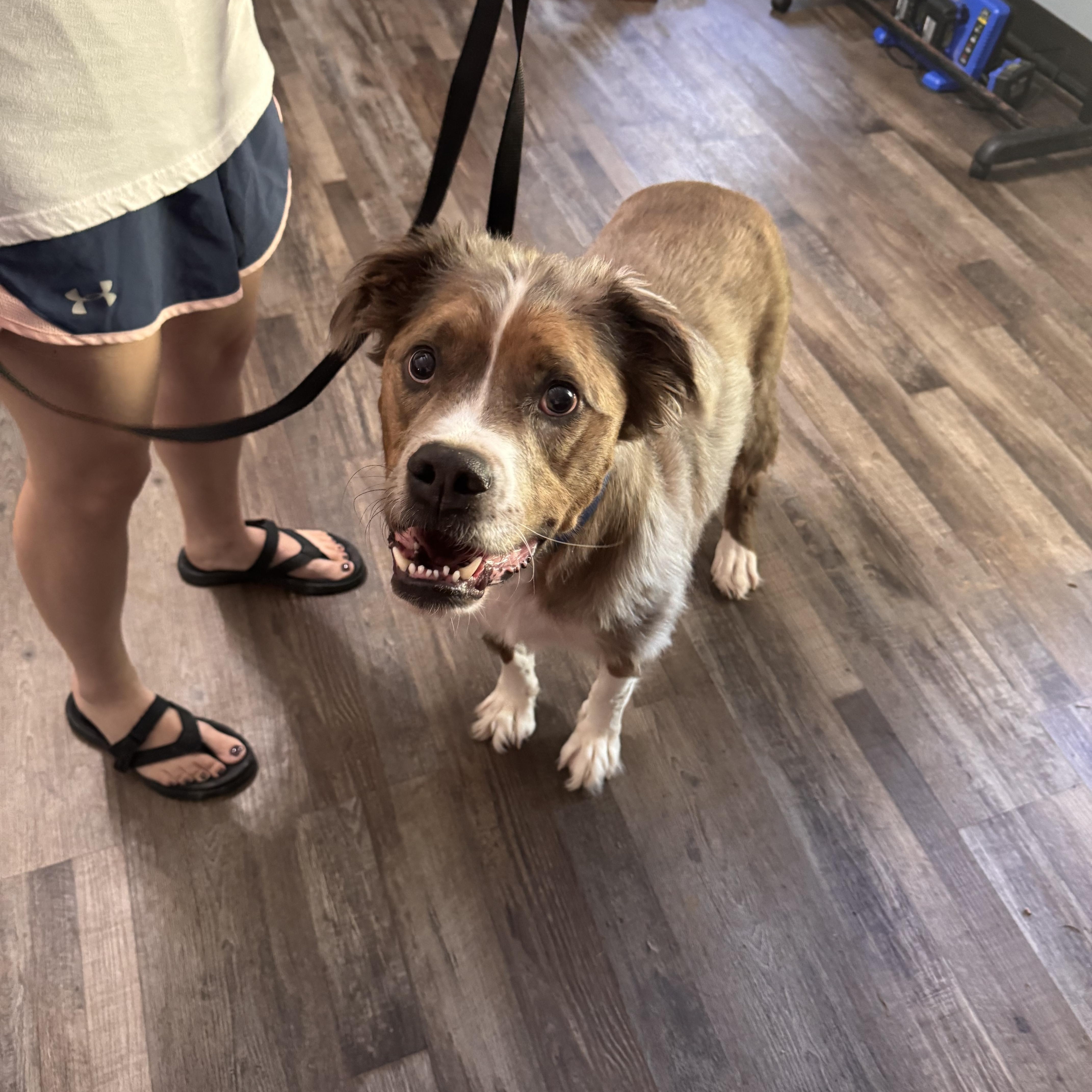 Enlarge Klaus, a Adoptable mixed breed in Sequatchie, TN image 4/5