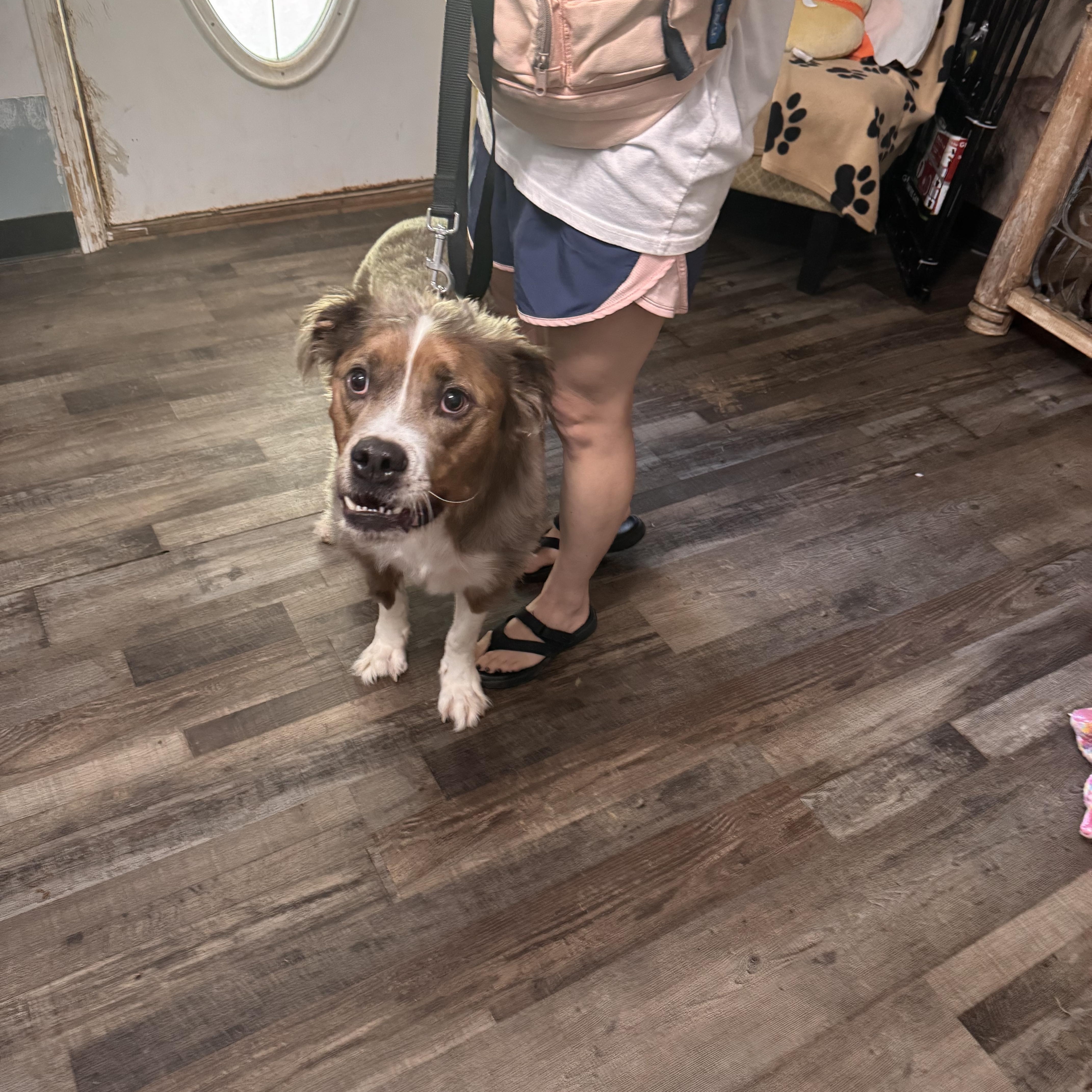 Enlarge Klaus, a Adoptable mixed breed in Sequatchie, TN image 2/5