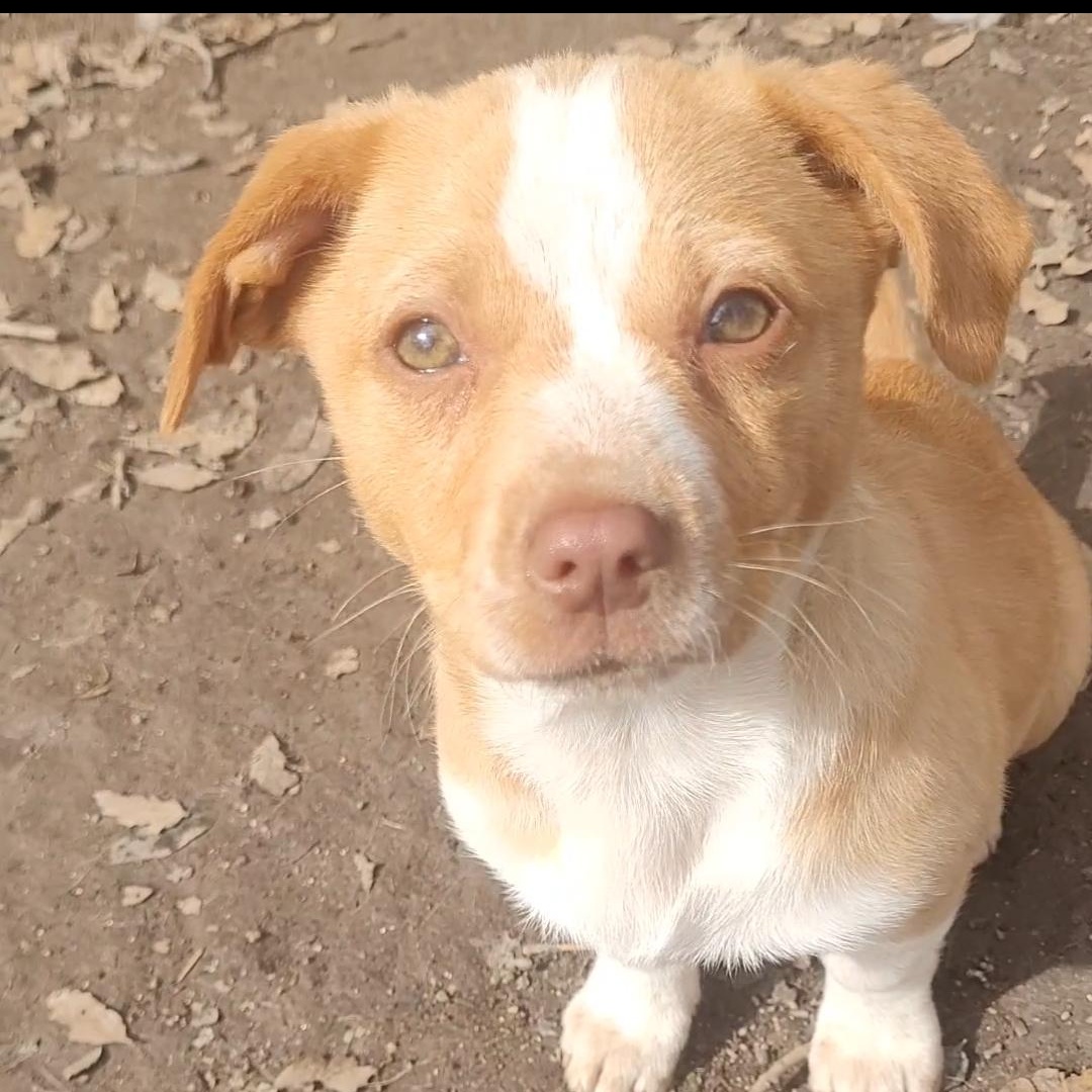Enlarge Nelly, a Adoptable mixed breed in California Hot Springs, CA image 1/2
