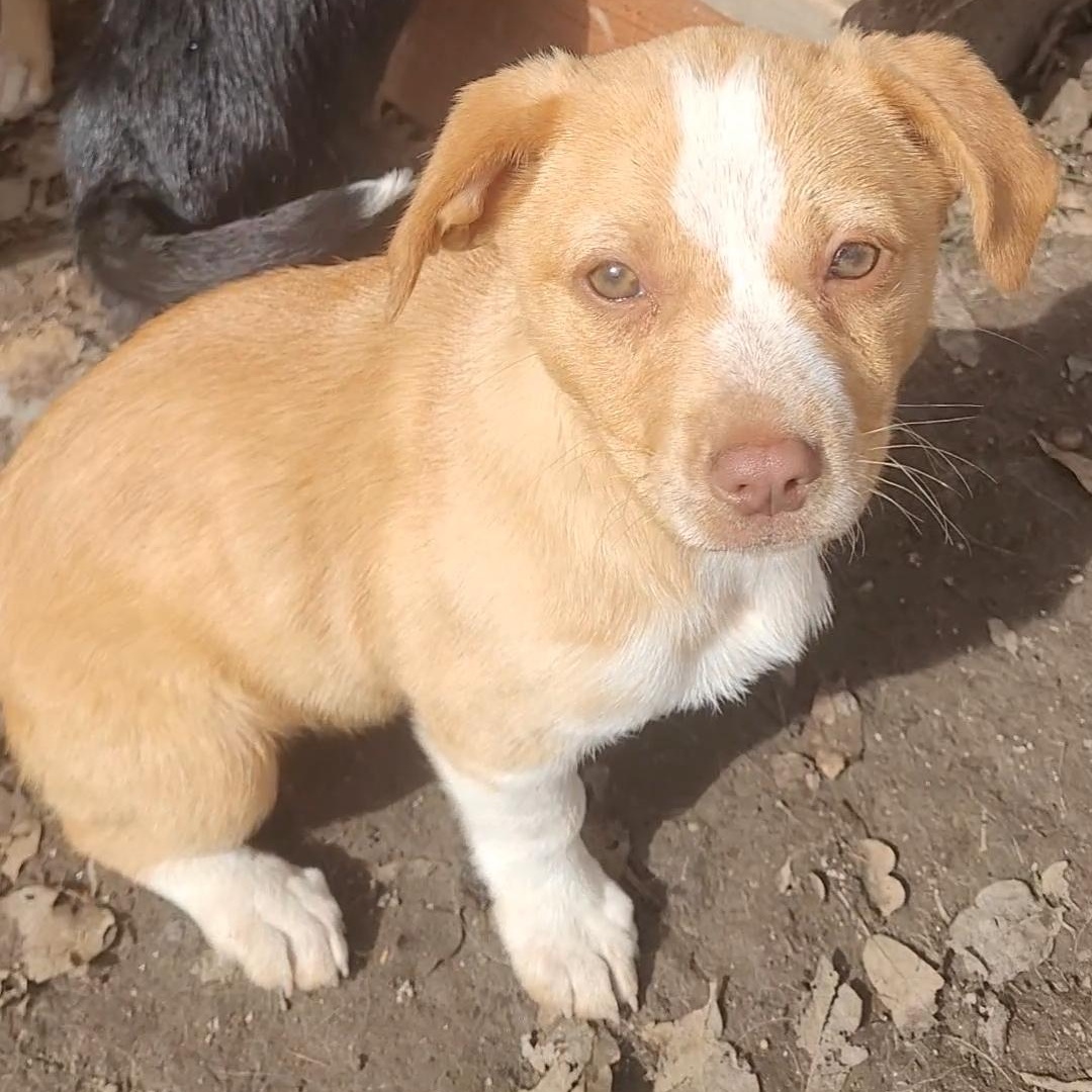 Enlarge Nelly, a Adoptable mixed breed in California Hot Springs, CA image 2/2