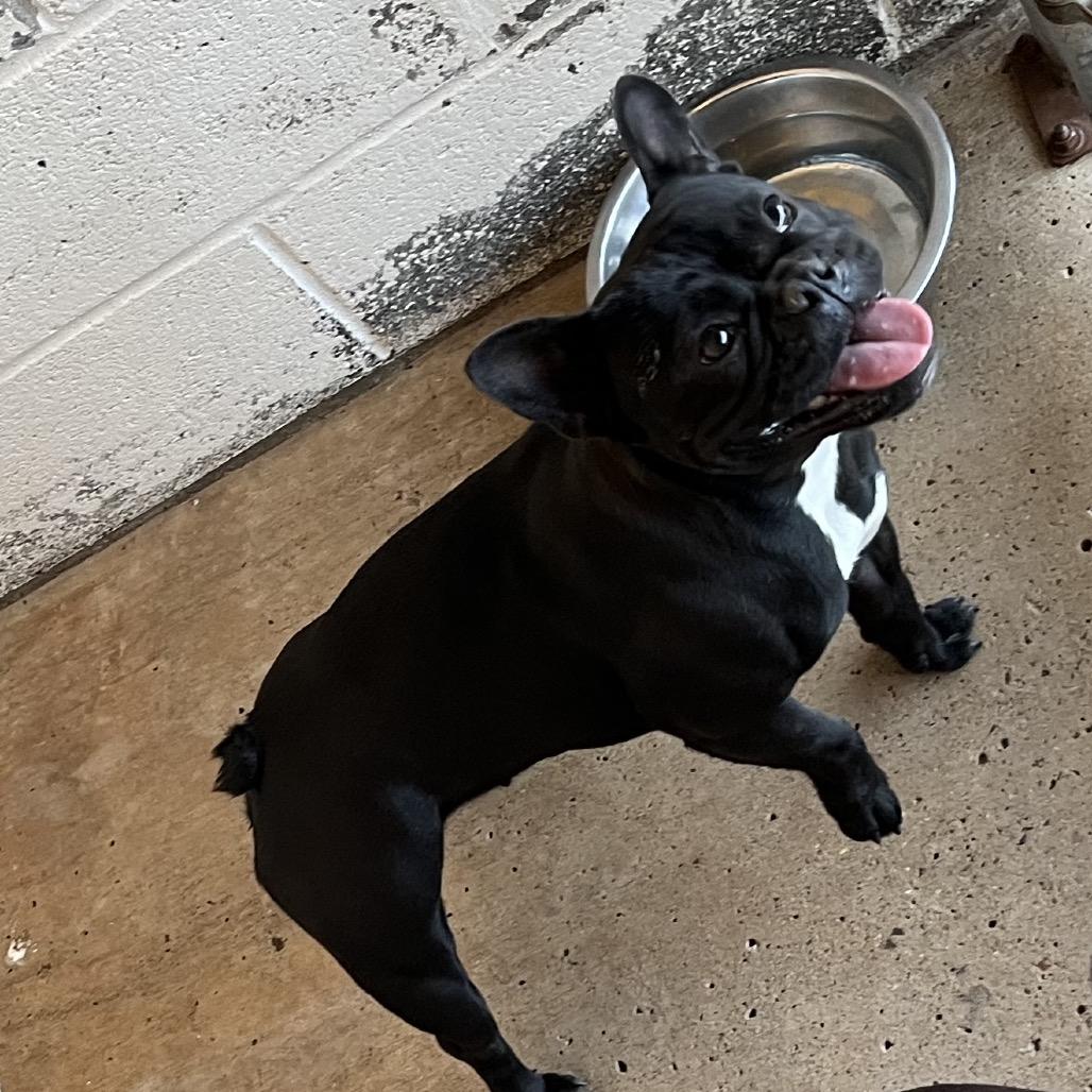 Toadette thumbnail 2