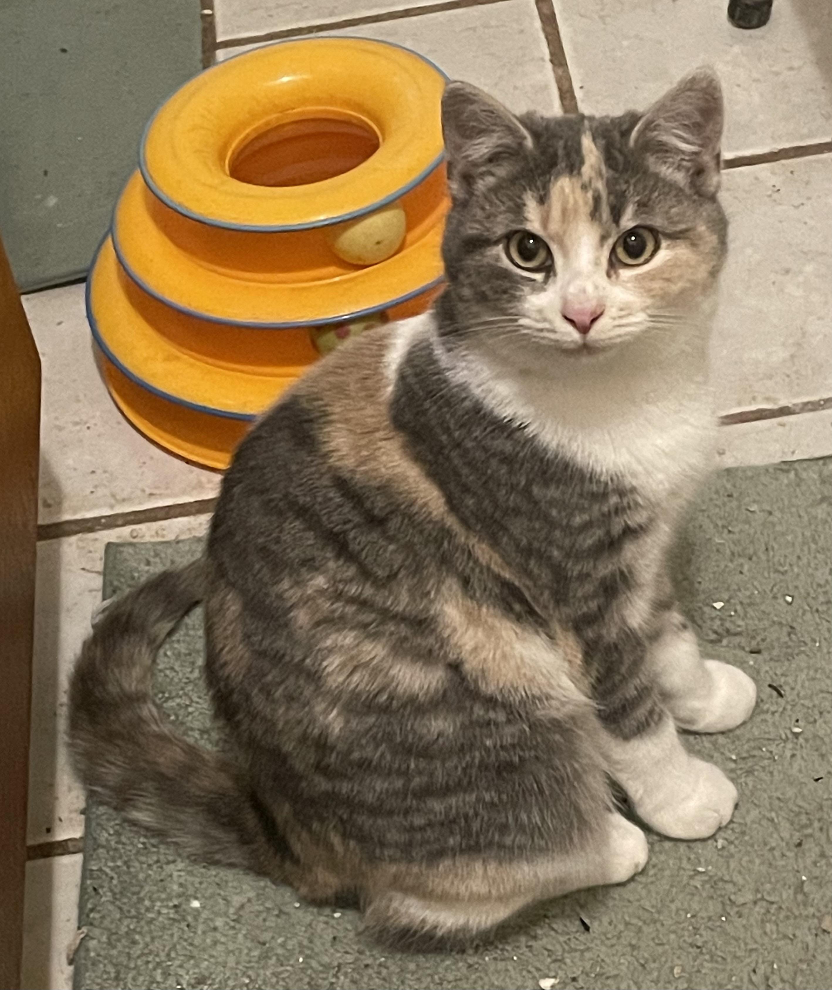 Enlarge Mindy, an adopted Dilute Calico in Troy, NY image 1/1