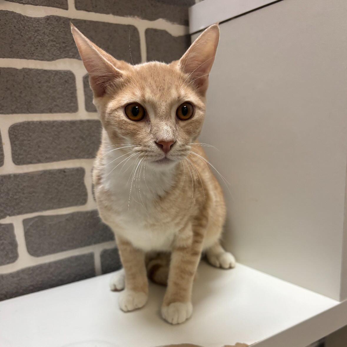 Tiger @ Fat Cat Cafe, Adoptable, Kitten Male Domestic Short Hair.