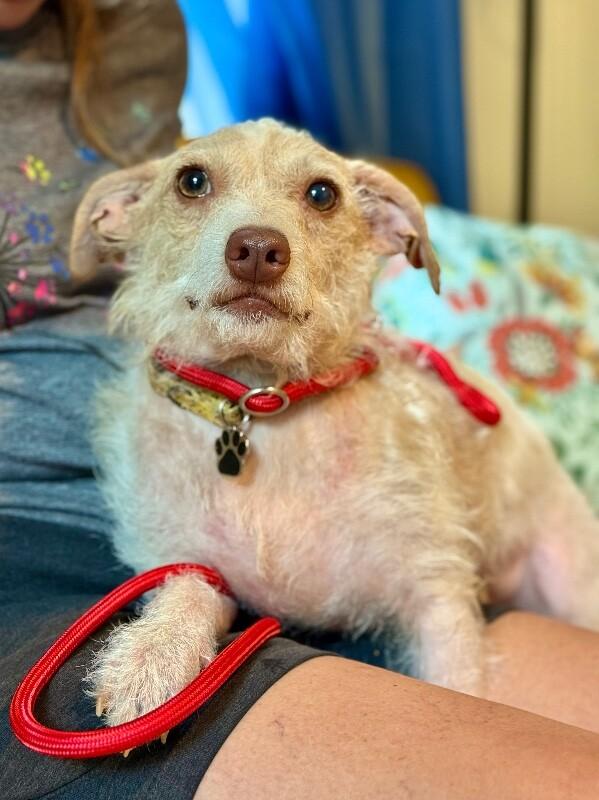 Oscar Mayer — thumbnail 3