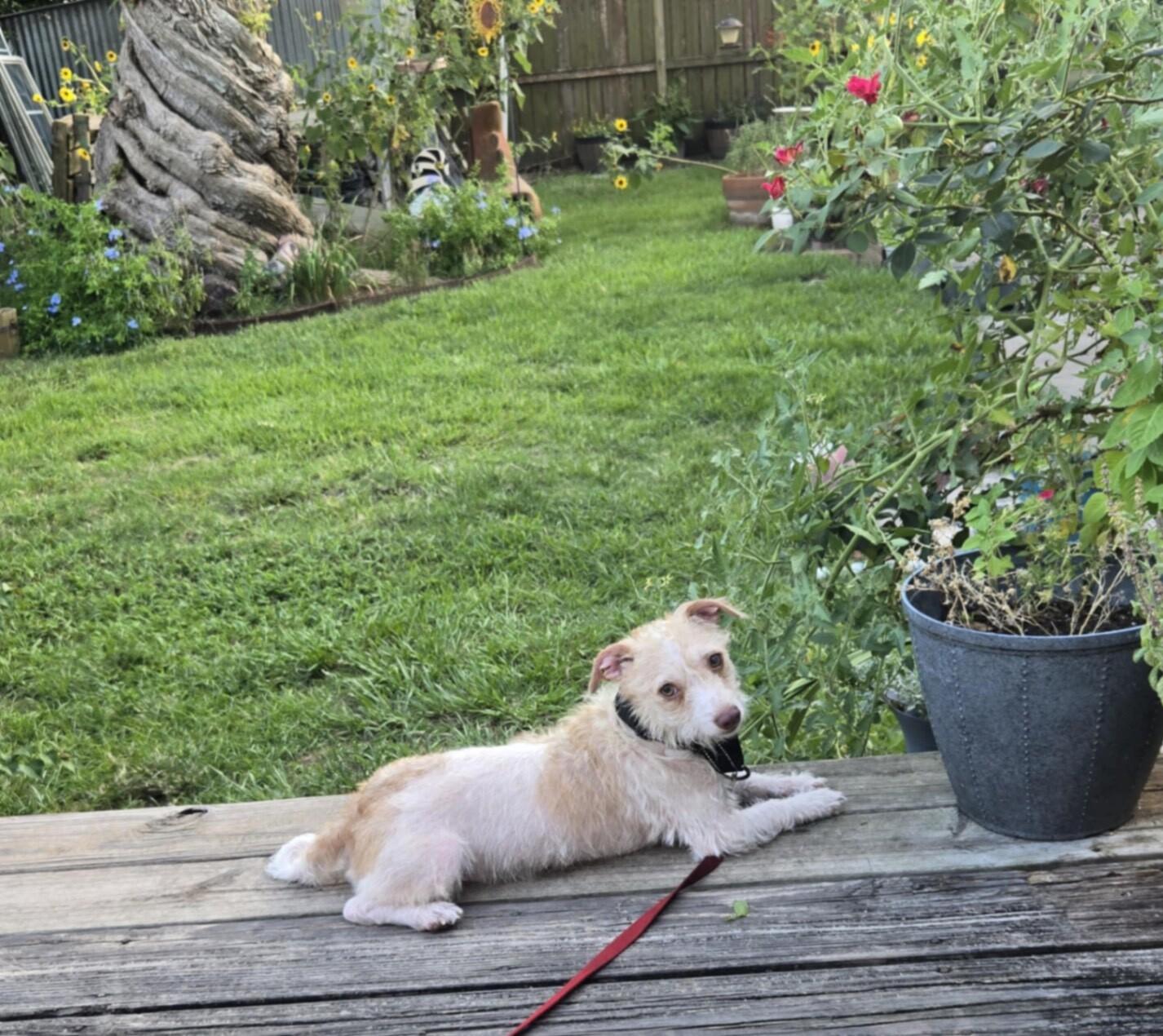 Oscar Mayer — thumbnail 5