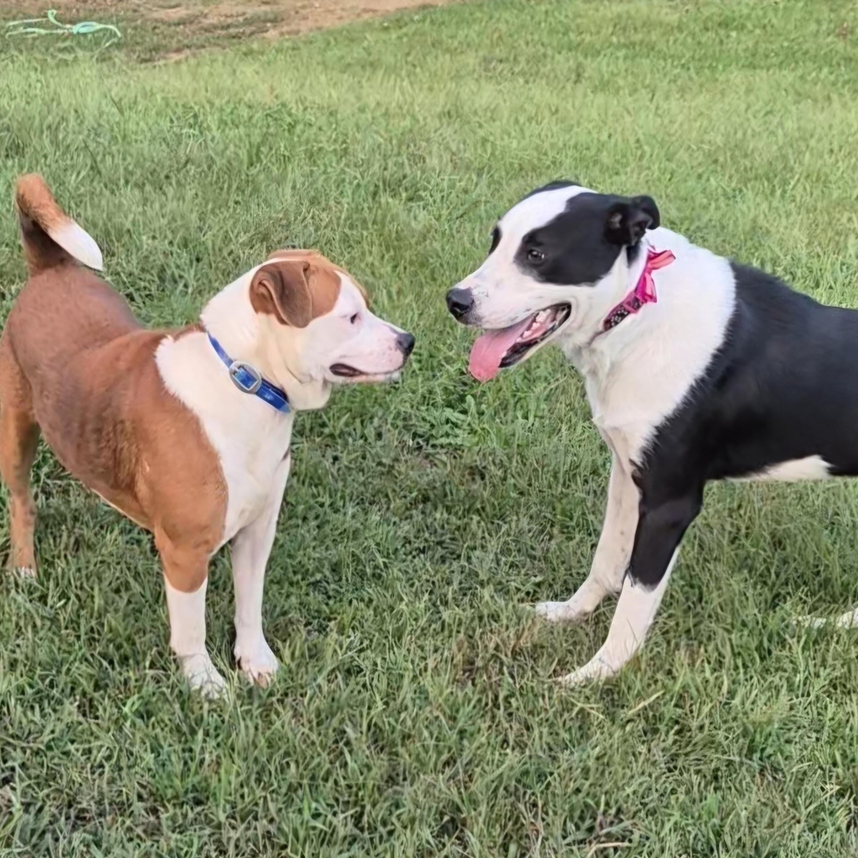 Enlarge Patch, a Adopted mixed breed in Clay City, KY image 3/5