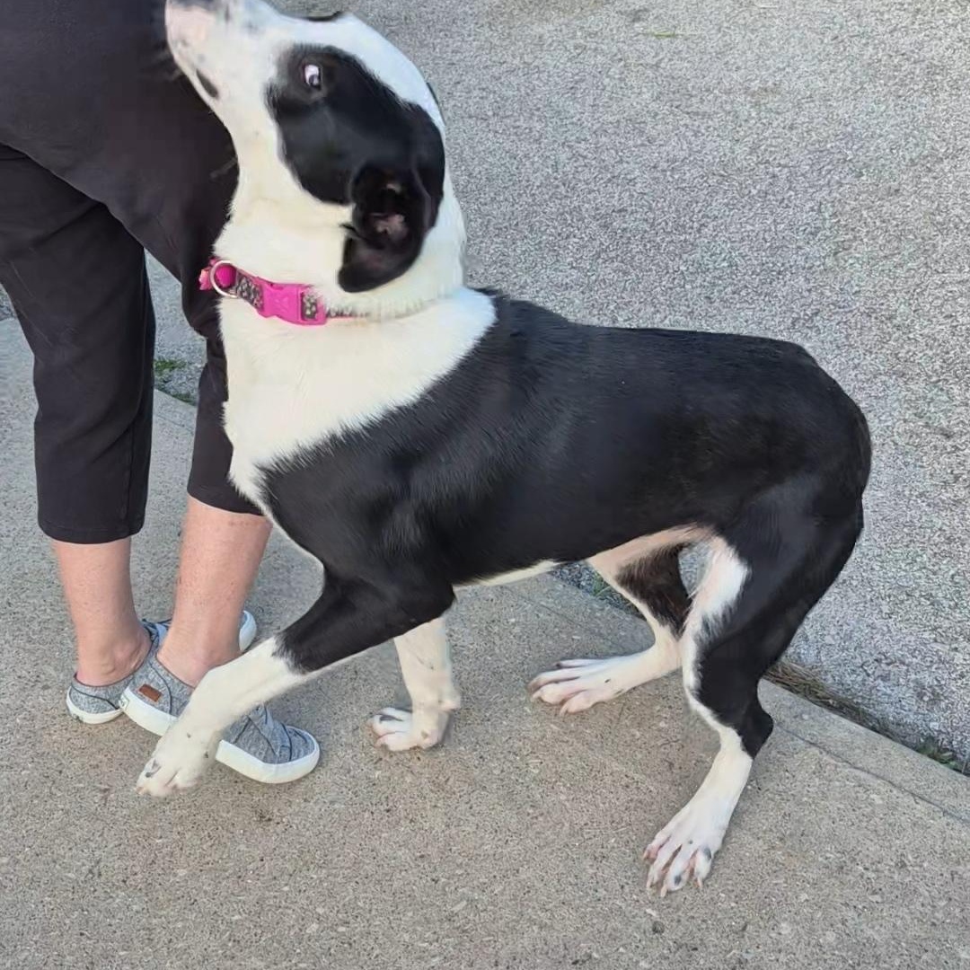 Enlarge Patch, a Adopted mixed breed in Clay City, KY image 2/5
