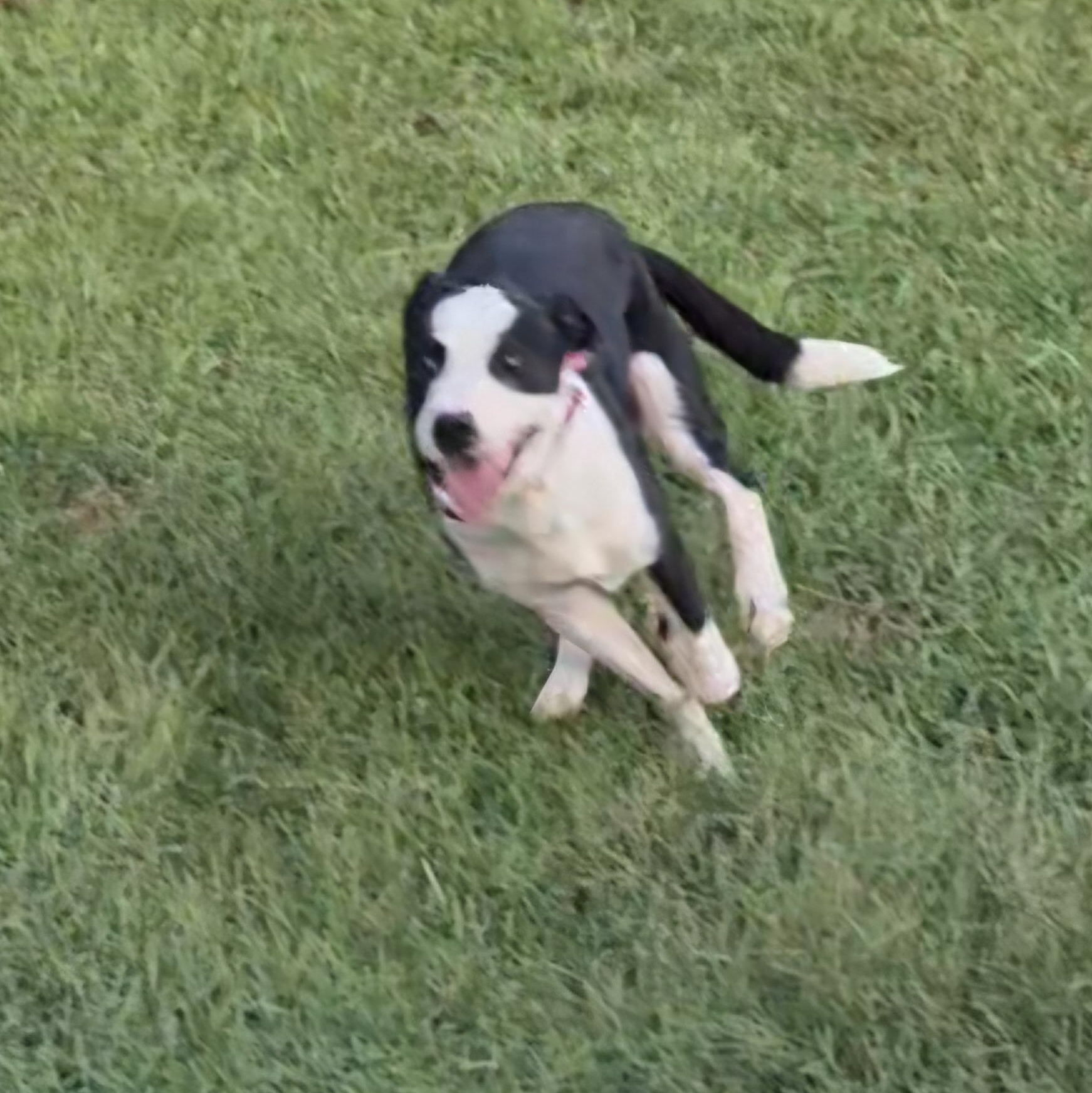 Enlarge Patch, a Adopted mixed breed in Clay City, KY image 5/5