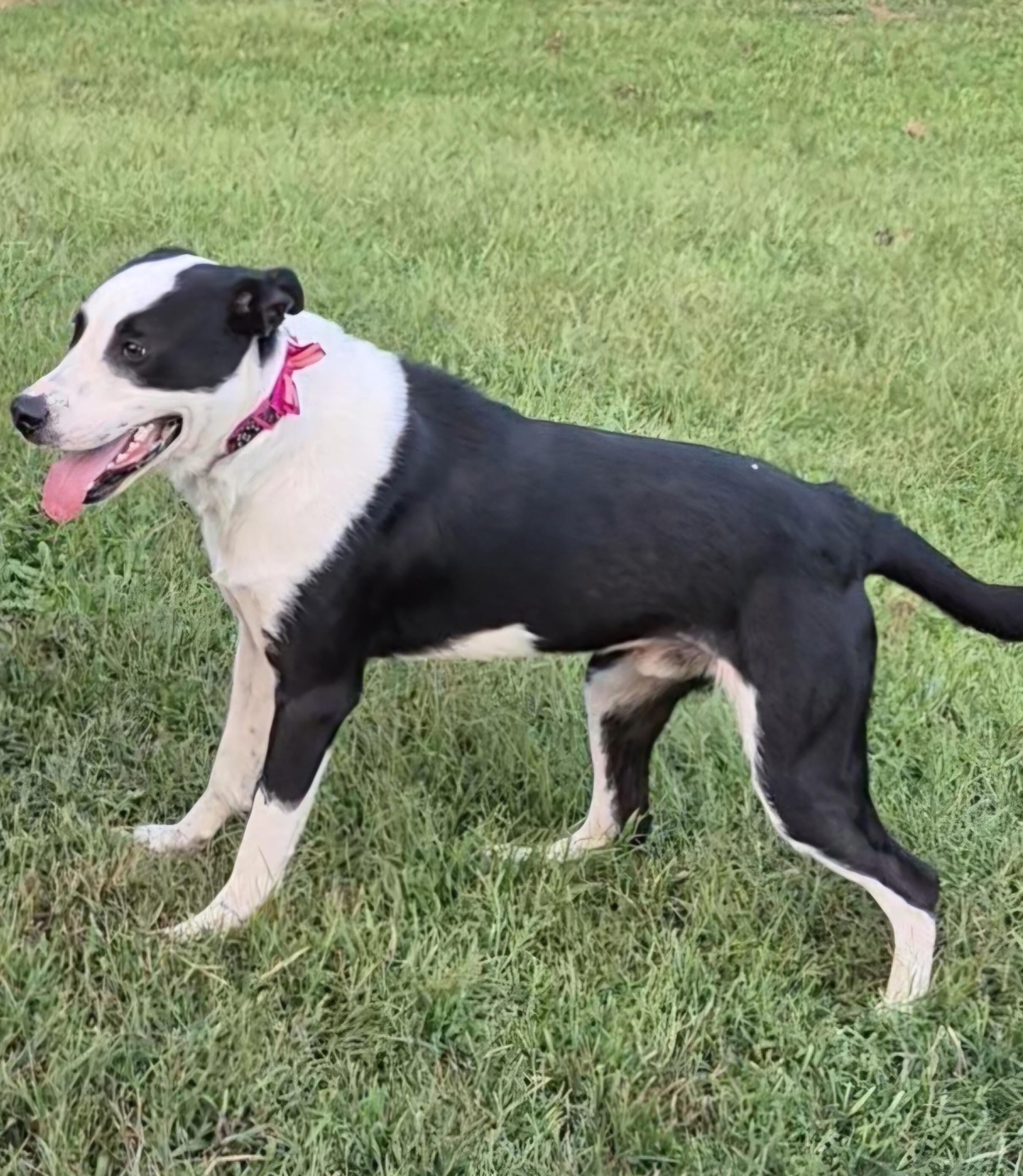 Enlarge Patch, a Adopted mixed breed in Clay City, KY image 1/5