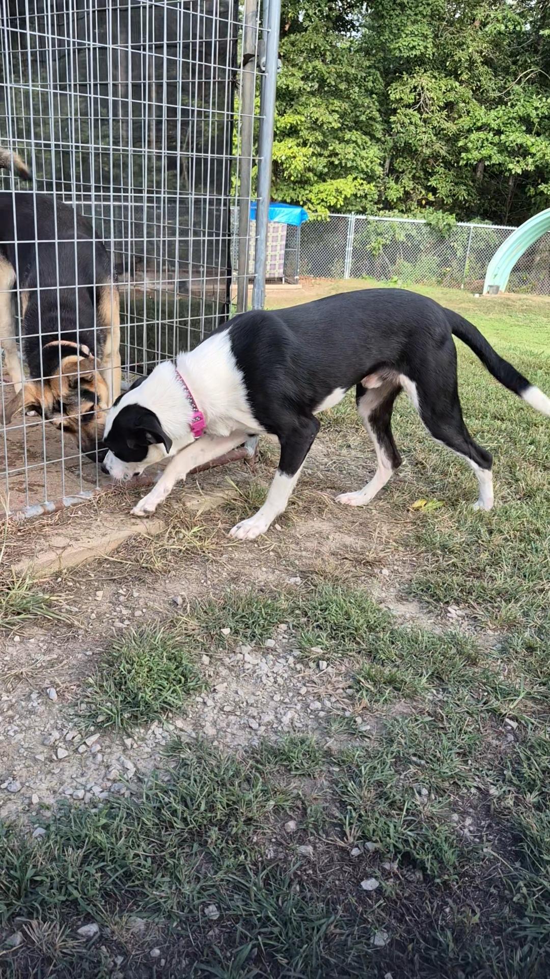 Enlarge Patch, a Adopted mixed breed in Clay City, KY image 4/5