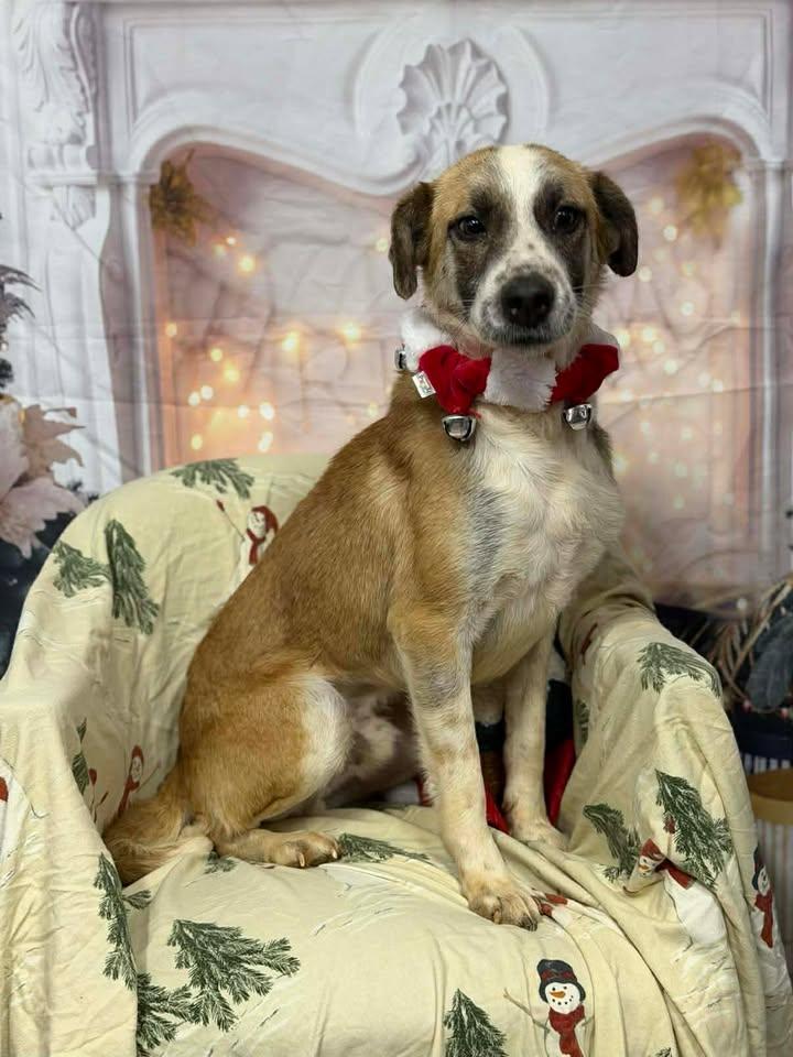 Maximus, a Adoptable mixed breed in Munfordville, KY image 1/2