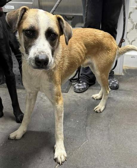 Maximus, a Adoptable mixed breed in Munfordville, KY image 2/2