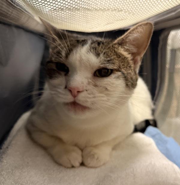 Matilda — thumbnail 2