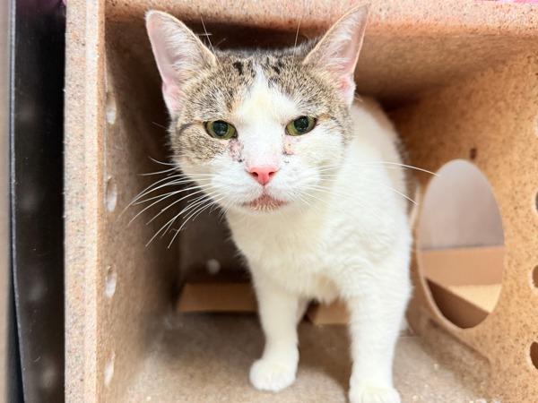 Matilda — thumbnail 3