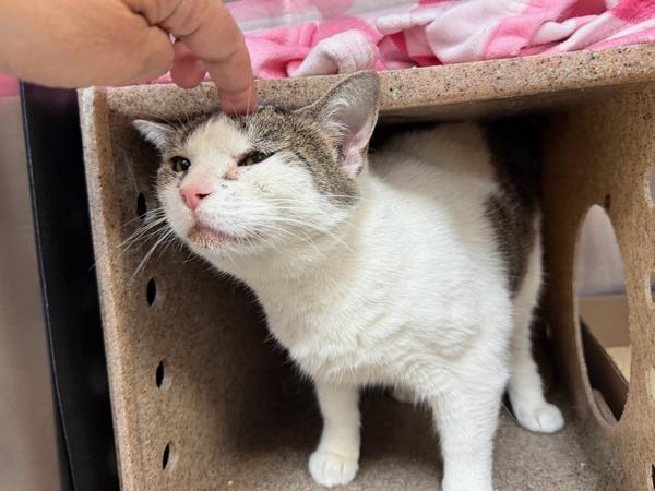 Matilda — thumbnail 4