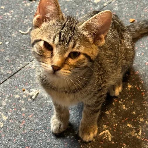 Goopy, ADOPTABLE, Kitten Male Domestic Short Hair.