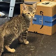 Goopy, a ADOPTABLE Domestic Short Hair in Albuquerque, NM image 2/2