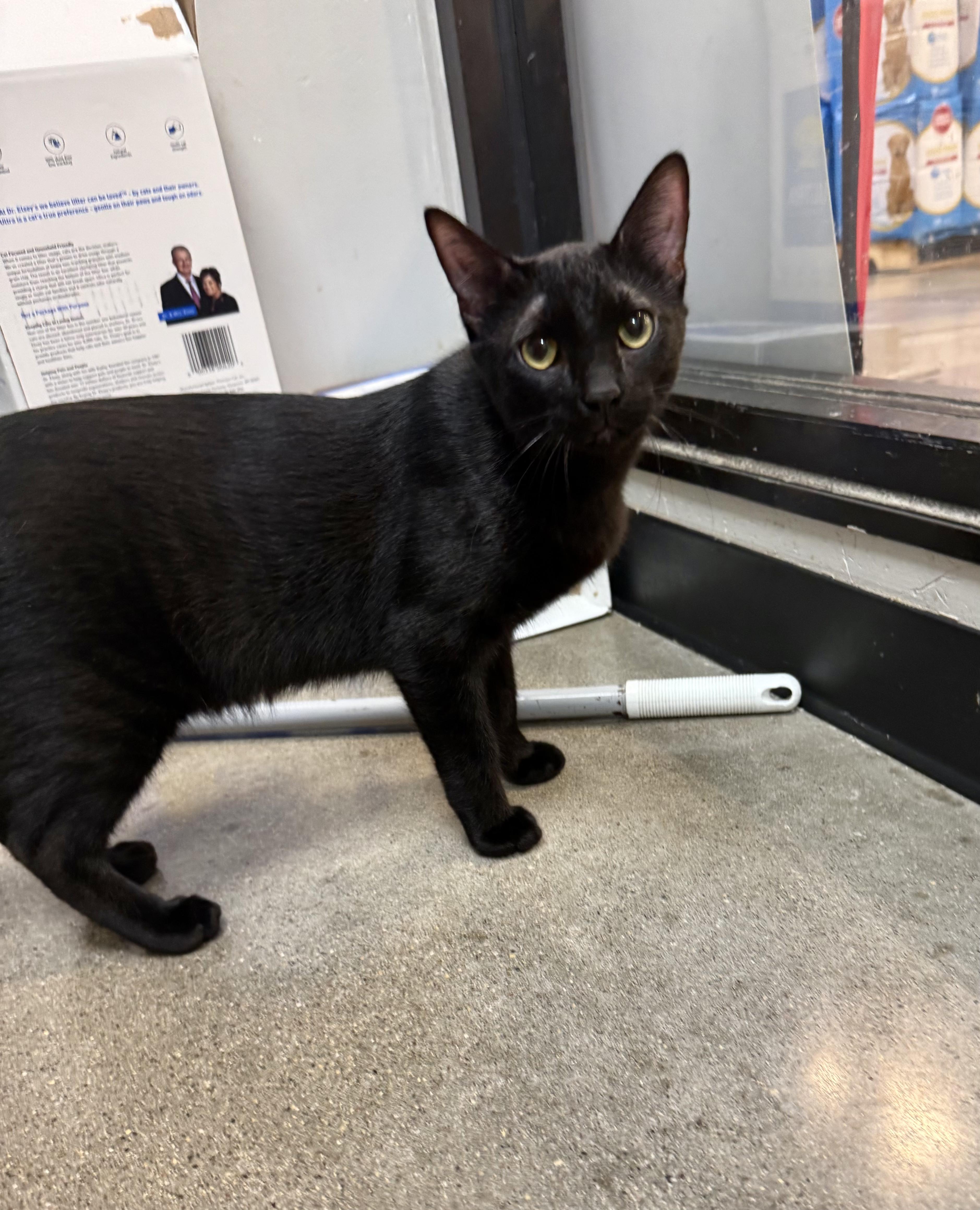 Enlarge Junior, a Adopted Domestic Short Hair in Blaine, MN image 2/2